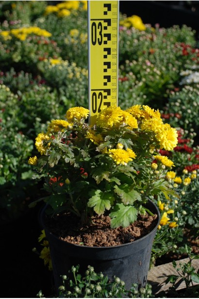 Хризантема Мультіфлора  - 1-3л/вис.15-20см/Ø15-25см